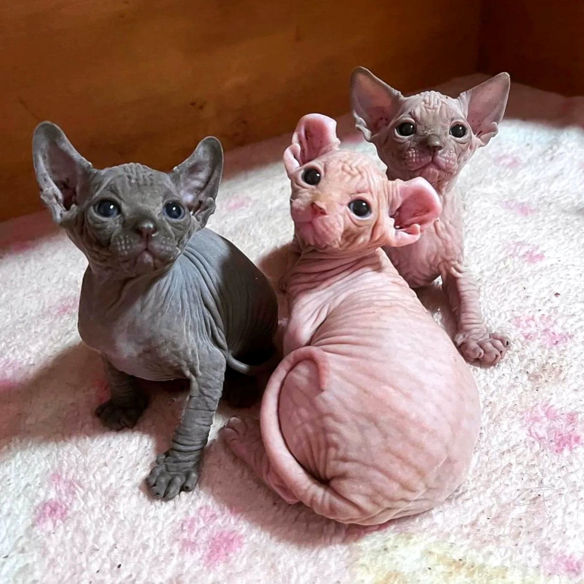 Pieejami brīnišķīgi sfinksu kaķēni
