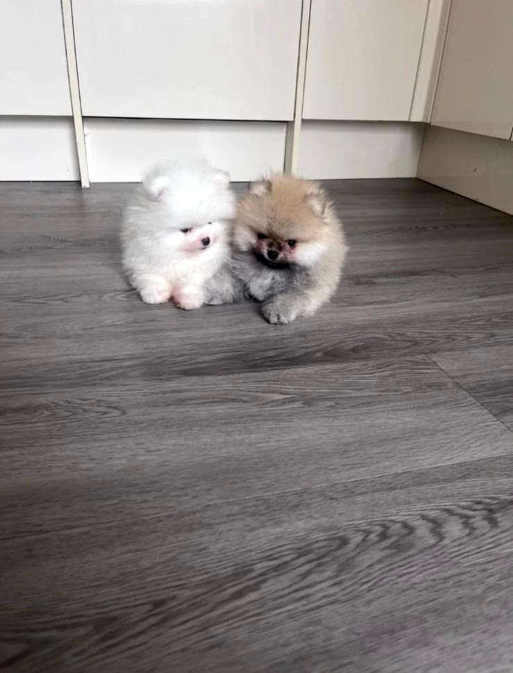 High Quality Pomeraniann Puppies