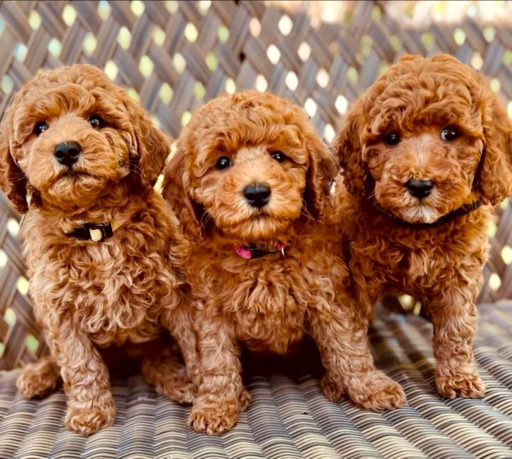 Adorable Toy Poodle Puppies.