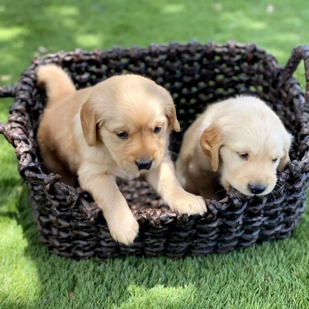 Golden Retriever puppies.