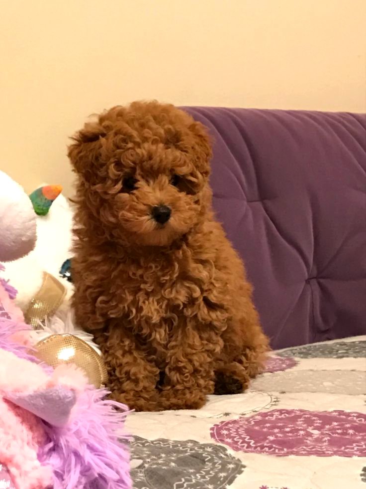 Adorable Toy Poodle Puppies.