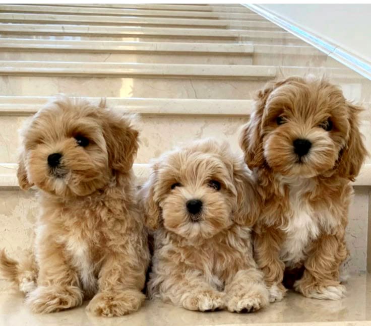 Adorable Maltipoo Babies