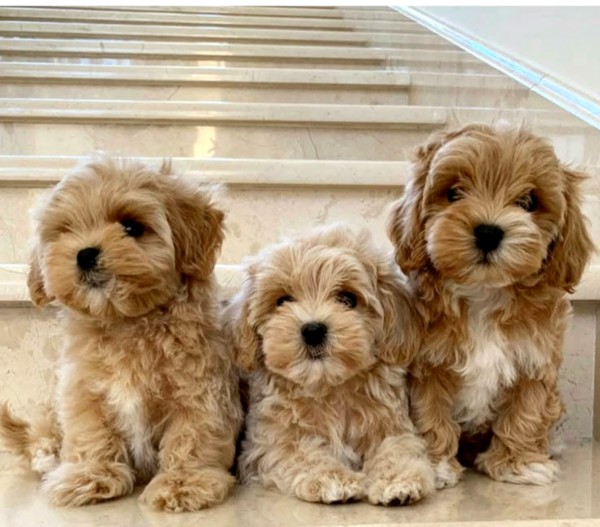 Adorable Maltipoo Babies